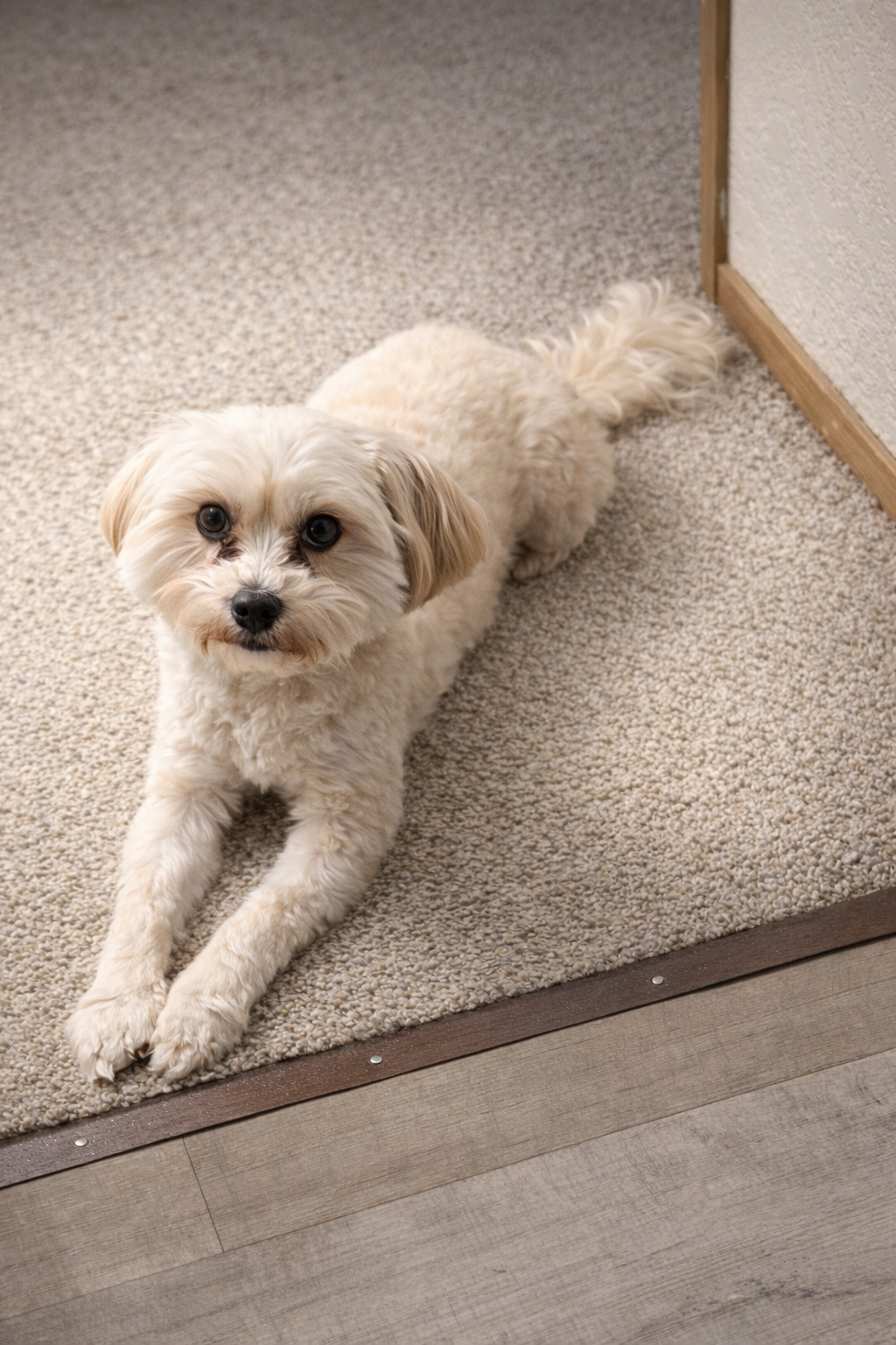 Sukoshi, a small cream-colored dog, lying on the carpet and looking up.