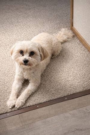A portrait of a poodle in a painterly style.